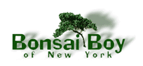 Bonsai Boy Coupon & Promo Codes