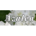 Azalea Coupon & Promo Codes